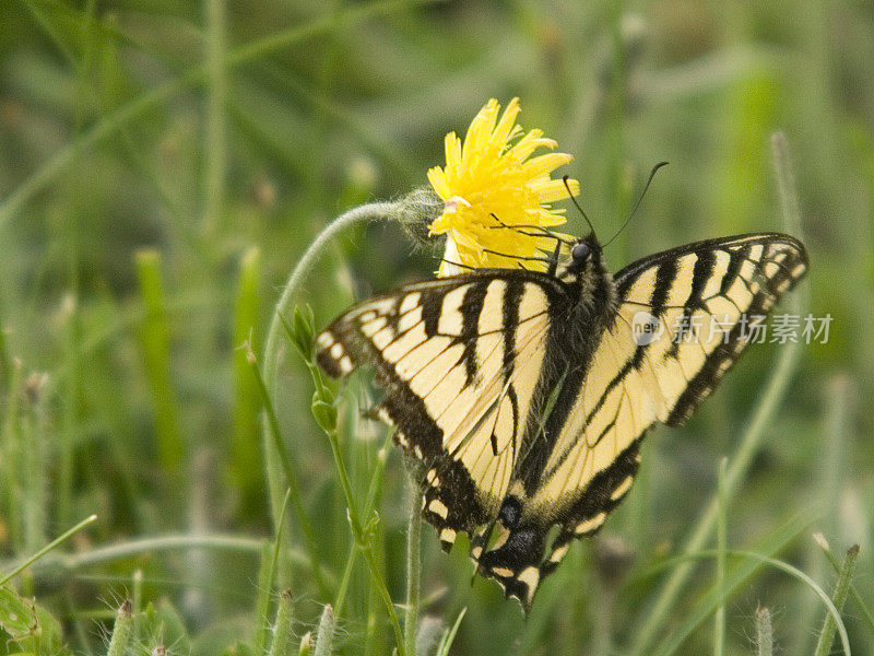 Canadian Tiger Swallowtail Butterfly